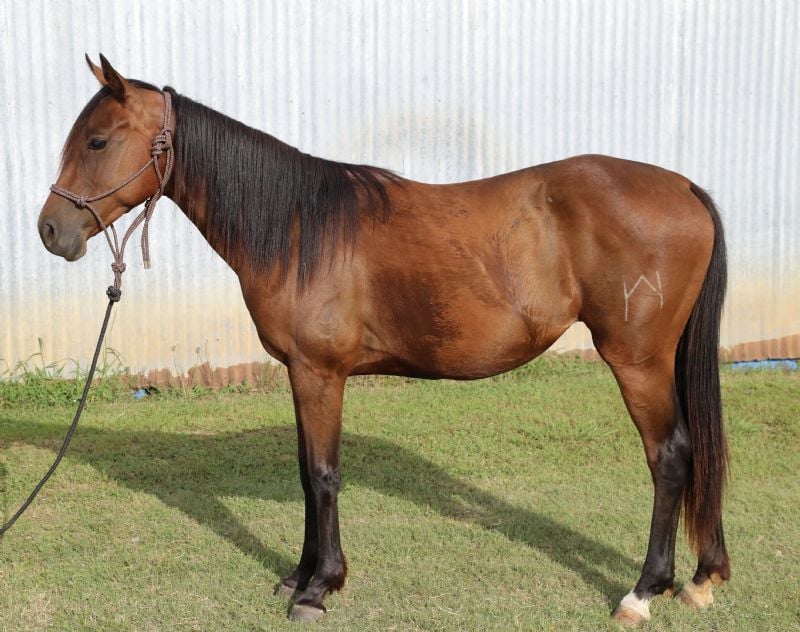 Lacidocs Sol Espuela