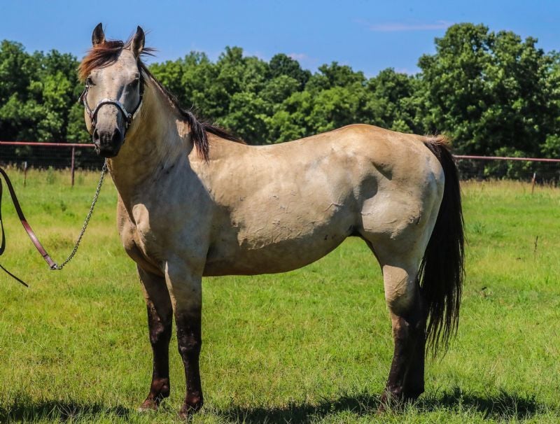 MISTER DRIFTIN FRITZ